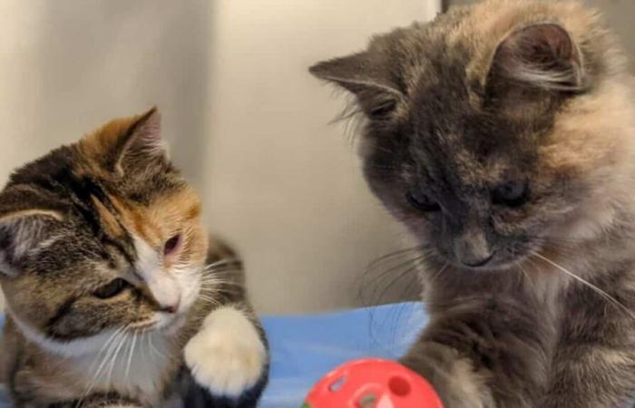 La popularité des chats est en baisse au Québec