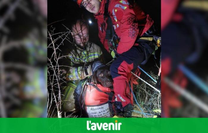 trois chiens et leur maître sauvés des ruines de Poilvache par les pompiers de la zone Dinaphi et le GRIMP