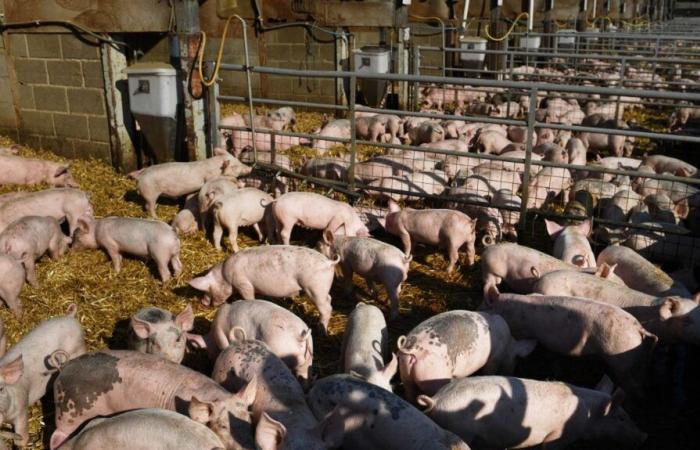 Le Royaume-Uni interdit l’importation de bovins, de porcs et de moutons en provenance d’Allemagne