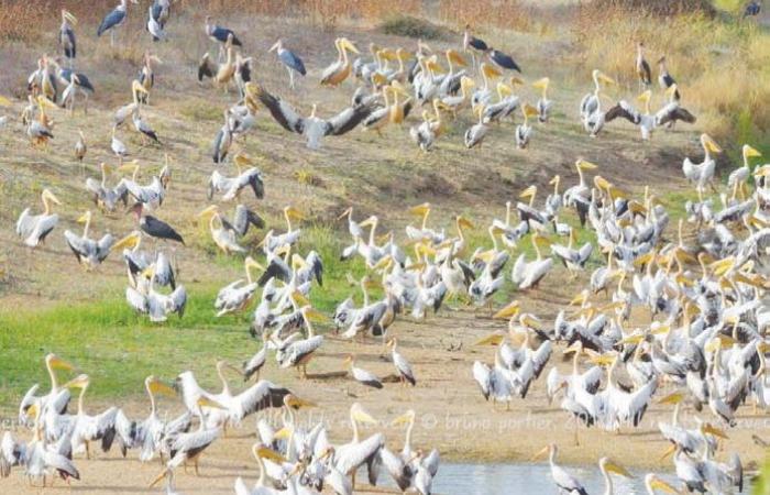 DÉCOMPTE INTERNATIONAL DES OISEAUX D’EAU TENU À PLUSIEURS LIEUX