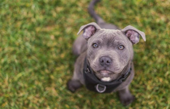 un individu condamné pour avoir étranglé son chien