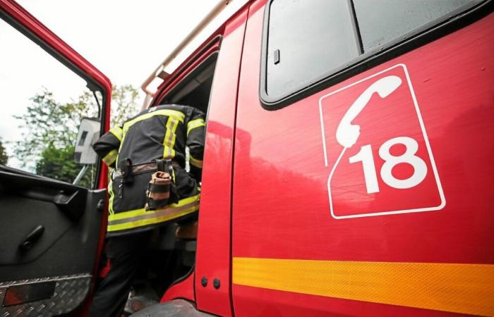 Un dauphin retrouvé mort sur la plage du Lizeau à Saint-Pierre-Quiberon