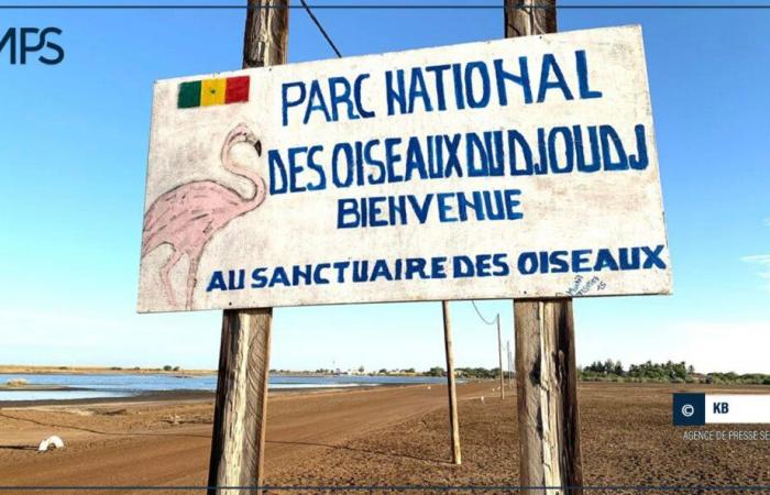 Le parc du Djoudj, maître sanctuaire des oiseaux migrateurs