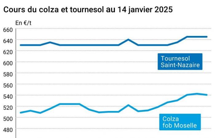 Marché des oléagineux du 14 janvier 2025 – Les prix du colza et du soja baissent sur les marchés mondiaux