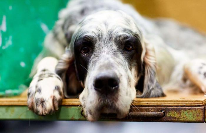 La police retrouve un chien tué par plusieurs coups de couteau et son propriétaire ensanglanté arrêté