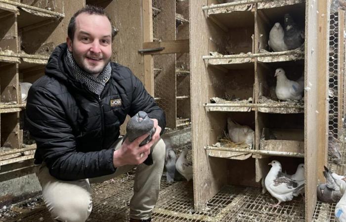 l’élevage de pigeons, la nouvelle casquette de Kenny Violette