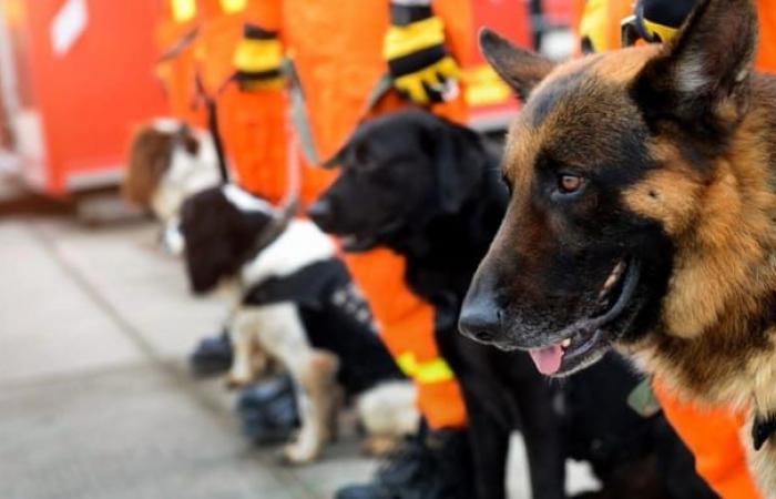 Ces chiens abandonnés car hyperactifs sont aujourd’hui des héros