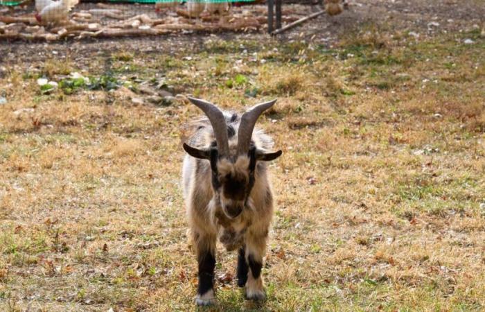 en pleine ville, un homme essaie de tuer une chèvre pour la manger