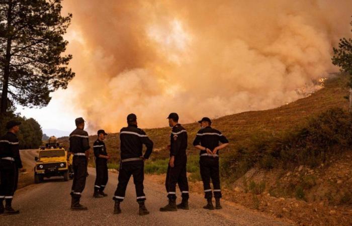 L’incendie de forêt de Jbel Aghendrou dans la province d’Al Hoceima maîtrisé