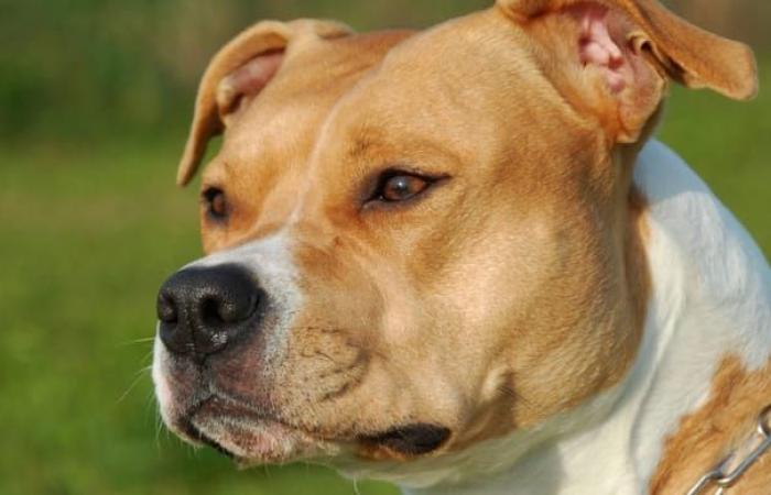 Dans l’Oise, il est condamné après avoir étranglé son chien pendant 45 minutes