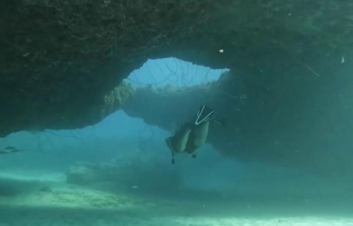 autant de richesses à découvrir sur les spots de Guadeloupe !