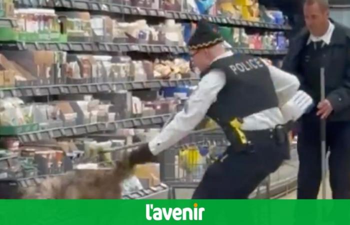 Un coyote dans un réfrigérateur ALDI fait peur aux clients (vidéo)