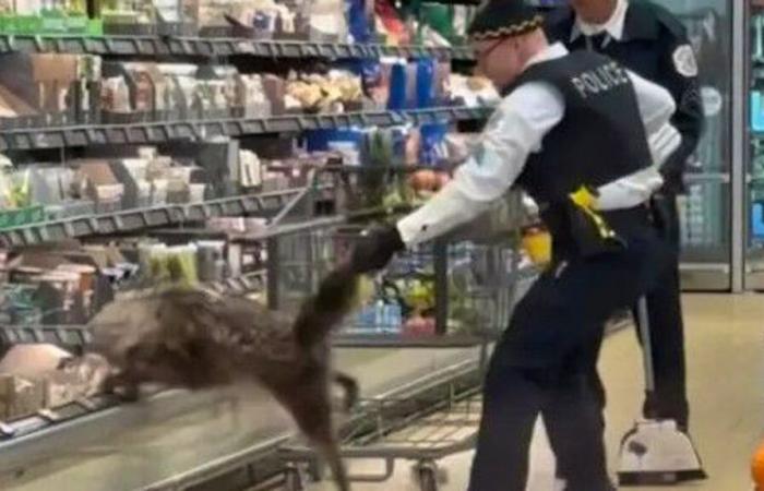 Un coyote se cachait dans un Aldi de Chicago