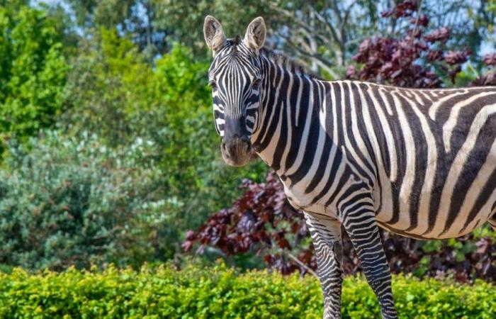 Un zèbre meurt éventré par un rhinocéros au zoo