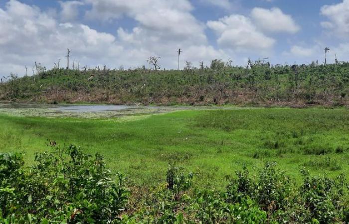 à Mayotte, la biodiversité reprend ses droits après avoir été ravagée par le cyclone Chido