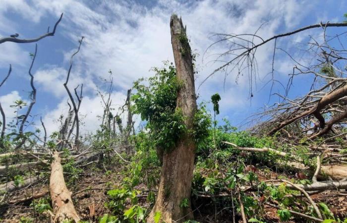 à Mayotte, la biodiversité reprend ses droits après avoir été ravagée par le cyclone Chido