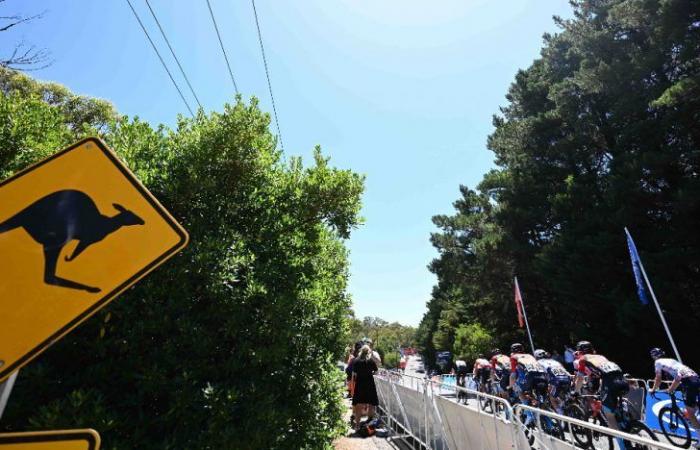 Vélo. Tour Down Under – Où et comment suivre le Tour Down Under 2025 en direct ?