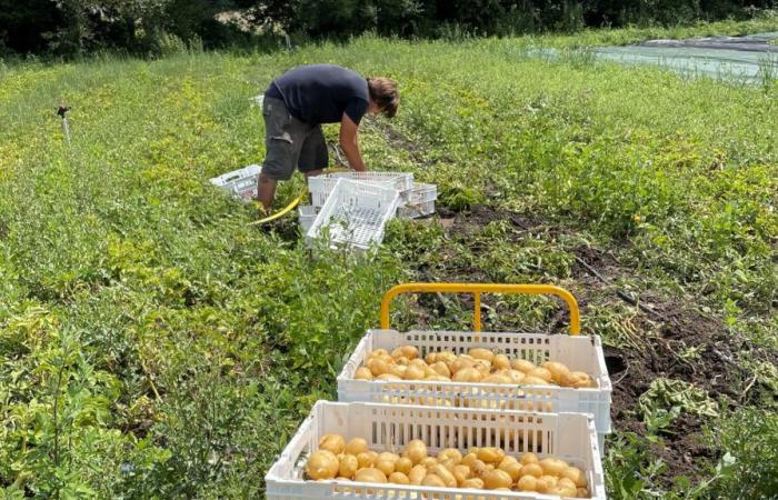 La Ville de Carpentras récolte les fruits de sa gestion agricole