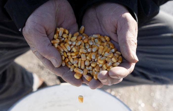 La hausse des prix du maïs déclenche une vague de ventes de la part des agriculteurs américains