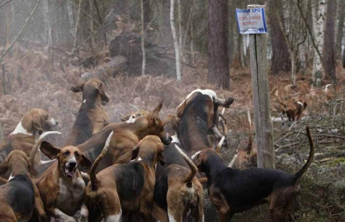 pétition en cours pour l’interdiction de la chasse à courre