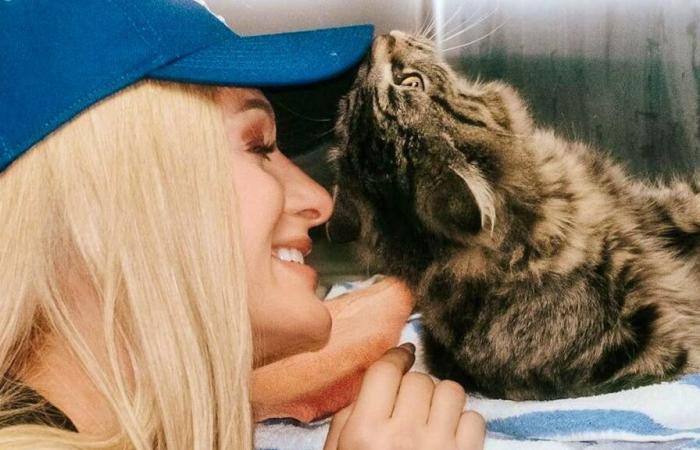 Paris Hilton aide un chat perdu à retrouver sa famille