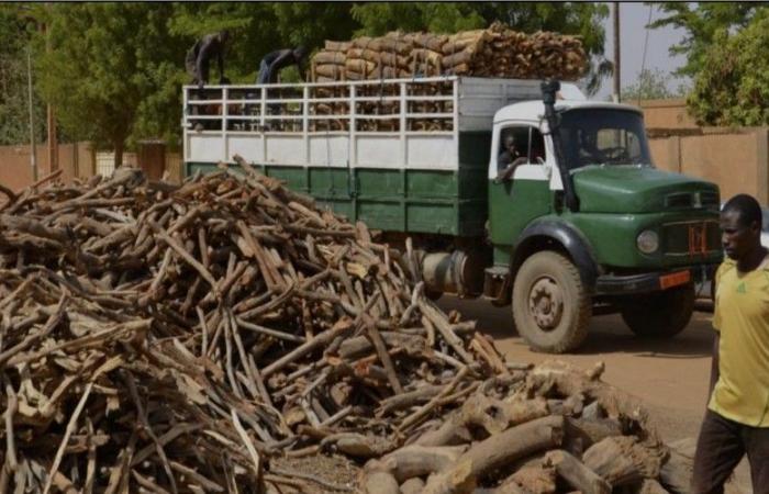 Une menace croissante pour l’écosystème et le climat au Niger – VivAfrik