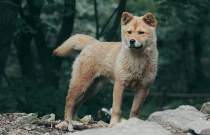 Les chiens mutants de la zone de Tchernobyl cachent un étonnant secret génétique