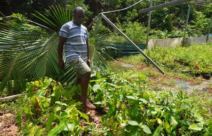 A Mayotte dévastée par le cyclone, « les agriculteurs ont tout perdu »