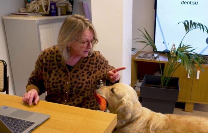 ces entreprises qui permettent aux salariés de venir au bureau avec leur chien