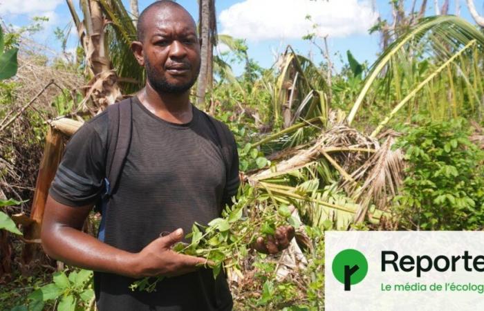 A Mayotte dévastée par le cyclone, « les agriculteurs ont tout perdu »