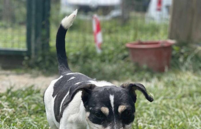 Maya, Vénus et Lucky vous attendent au SPA du Gers !