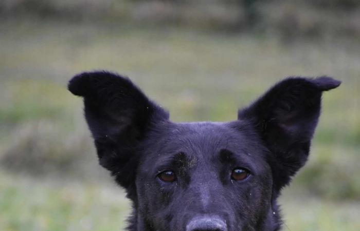 Maya, Vénus et Lucky vous attendent au SPA du Gers !