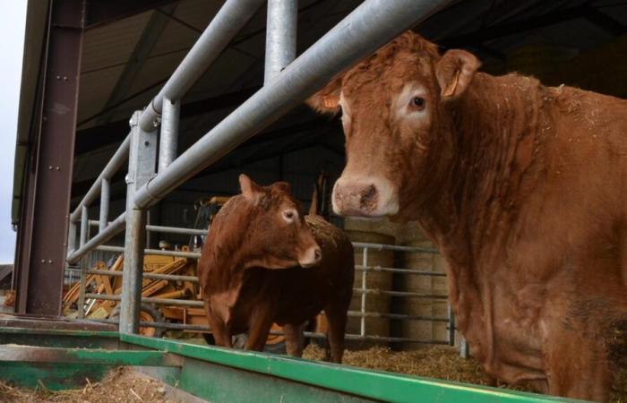 Dans l’Indre, un projet Agribox à Valençay pour « expliquer le métier et créer du lien »