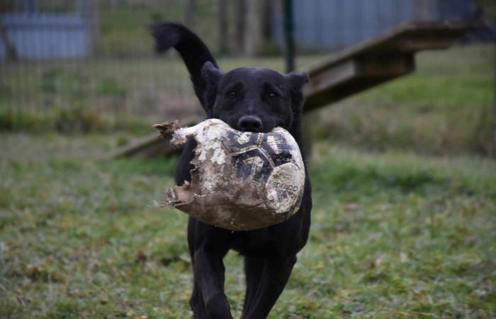 Maya, Vénus et Lucky vous attendent au SPA du Gers !