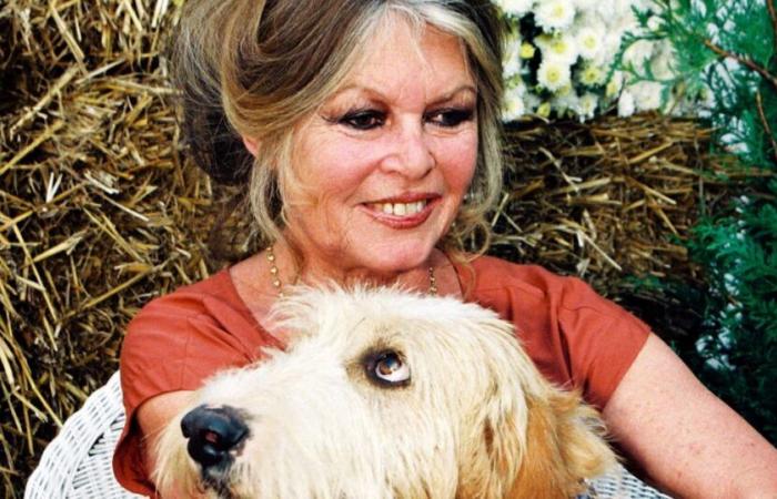 pourquoi l’avenir du gros bébé de Brigitte Bardot semble-t-il incertain ?