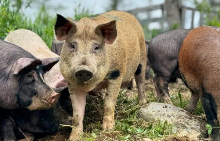 Du sirop d’érable pour soigner les animaux ?