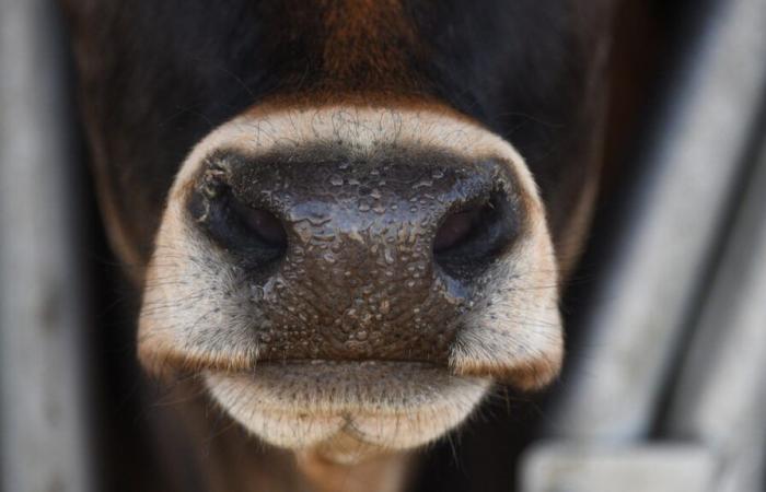 un éleveur jugé pour avoir laissé ses vaches dans l’eau pendant trois jours