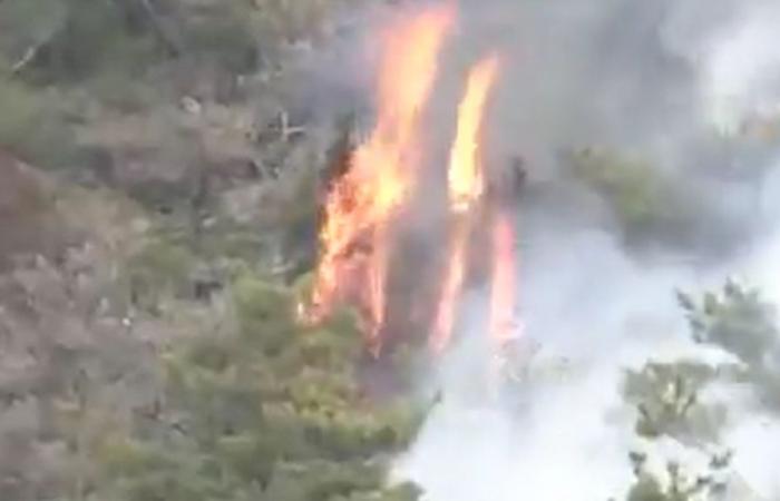 Un exercice militaire se transforme en incendie de forêt au Japon