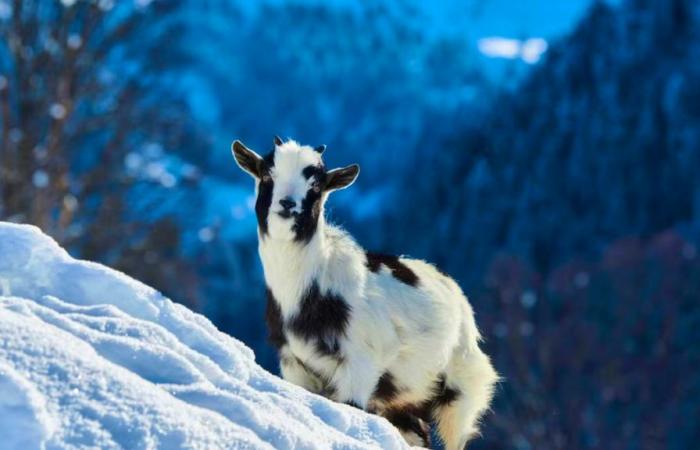 Il abandonne ses chèvres dans les alpages malgré l’hiver glacial