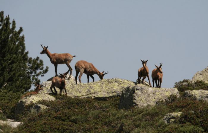 intelligence artificielle pour surveiller les chamois