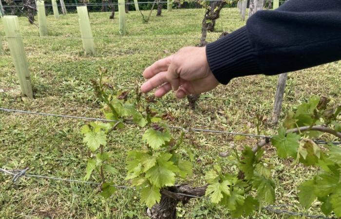 Gels, tempêtes… Comment les agriculteurs du Tarn-et-Garonne peuvent-ils être indemnisés ?