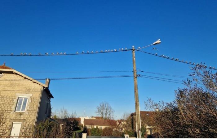 Une mouette ne fait pas le printemps en Haute-Marne