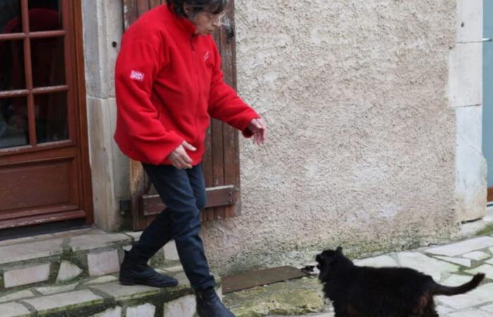 Meurthe-et-Moselle. Dépassée par ses 17 chats, une habitante d’Allain appelle à l’aide