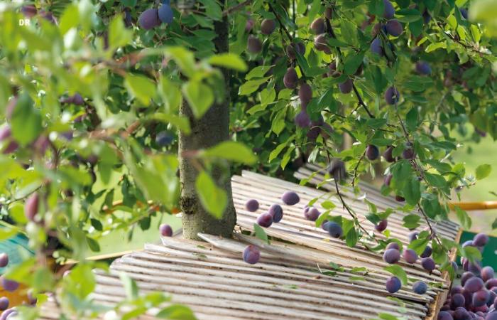 Prune Day au chevet d’une filière sous pression