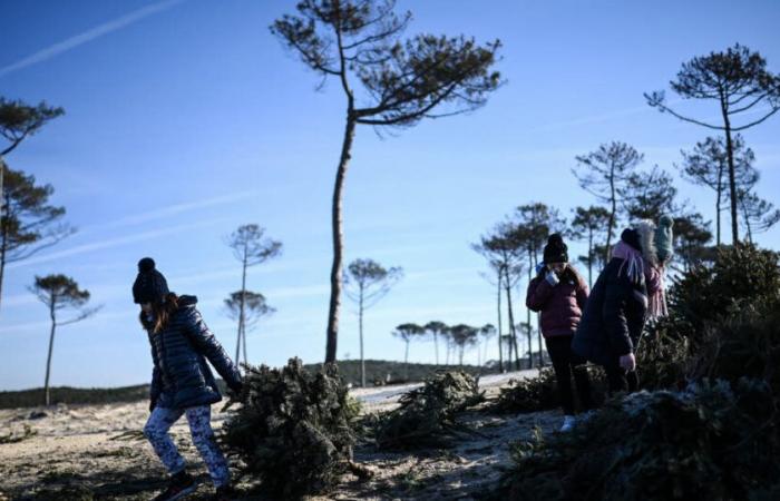 Gironde. Pour faire face à l’érosion des plages, les vieux sapins de Noël à la rescousse