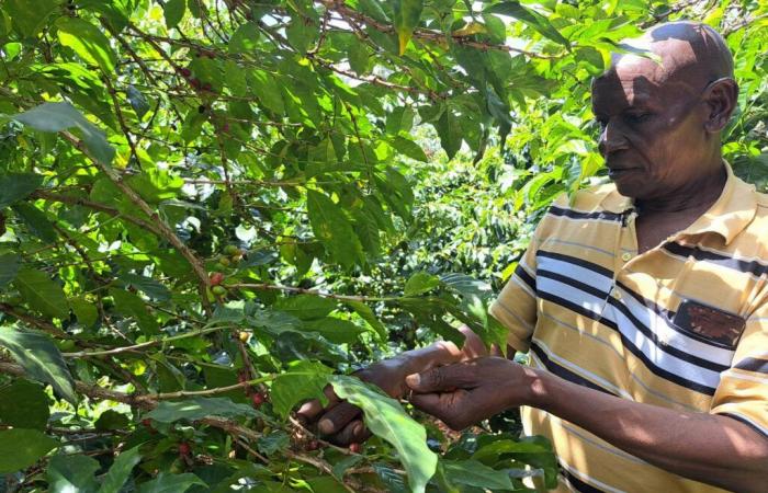 Au Kenya, la filière café frappée par le changement climatique