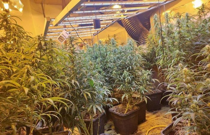 500 plants de cannabis et un laboratoire de #drogues de synthèse découverts par la police