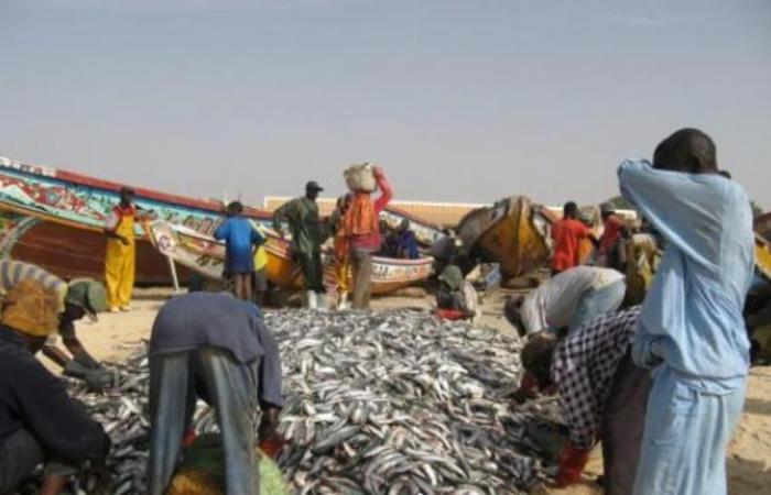 Adieu les navires étrangers, bonjour les poissons rares : Kayar respire enfin