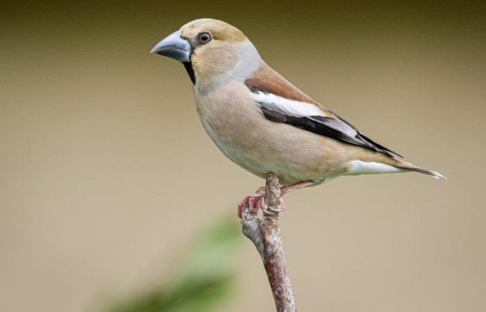 Moineau domestique, mésange bleue ou rouge-gorge… Comptez les oiseaux du jardin avec la LPO