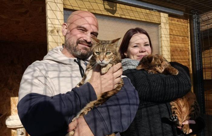 PORTRAIT. Ancien chef cuisinier, il ouvre une pension pour chats dans son jardin